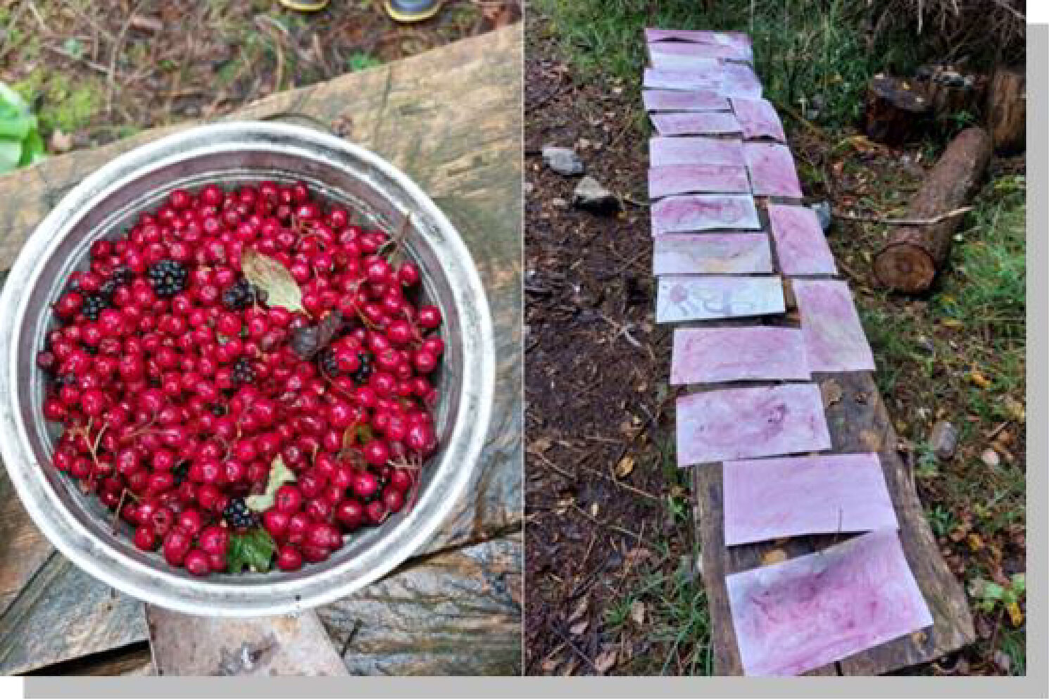 Der Wald und seine Farben